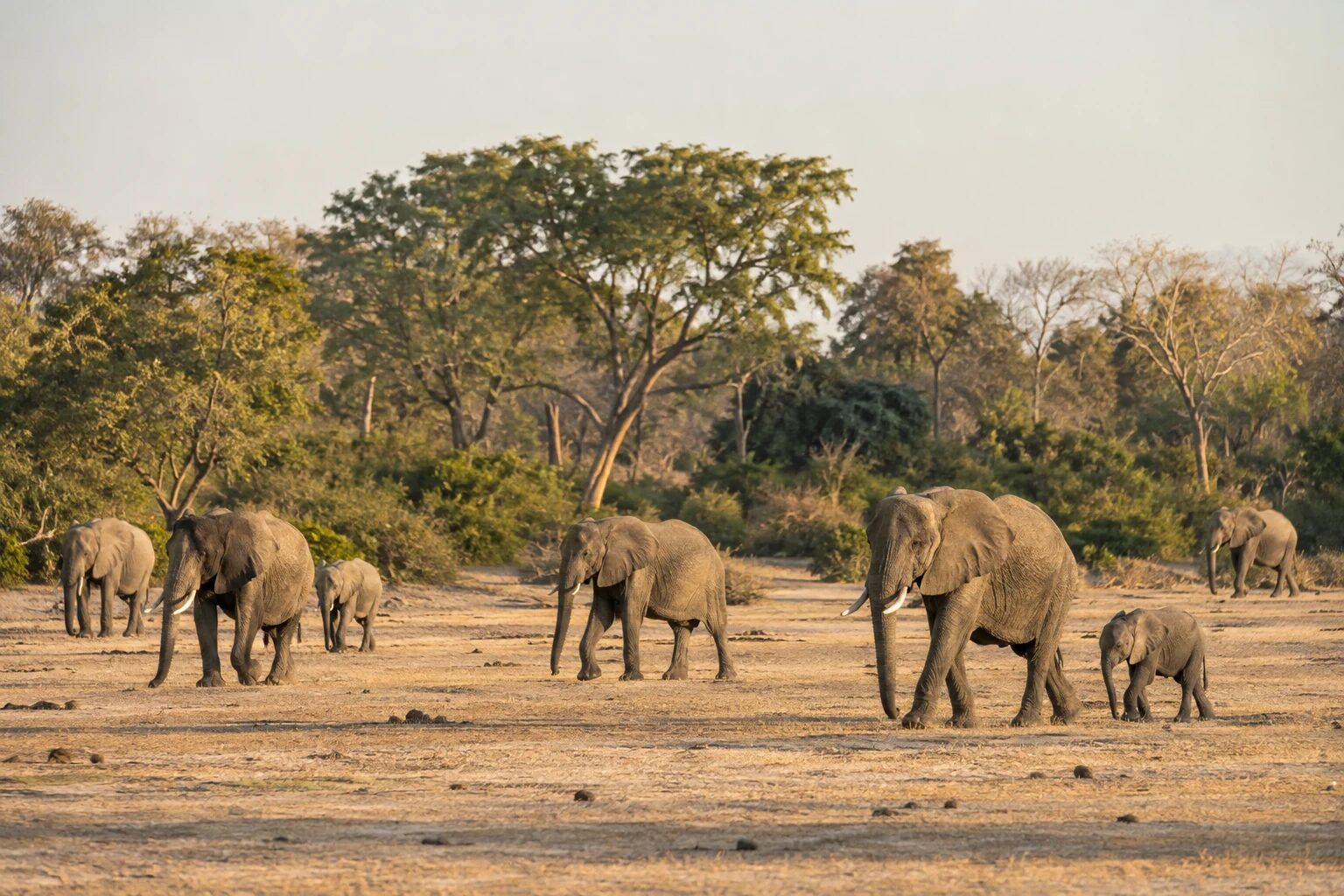 Illustration of an elephant herd spread across a wide dry clearing in early morning light