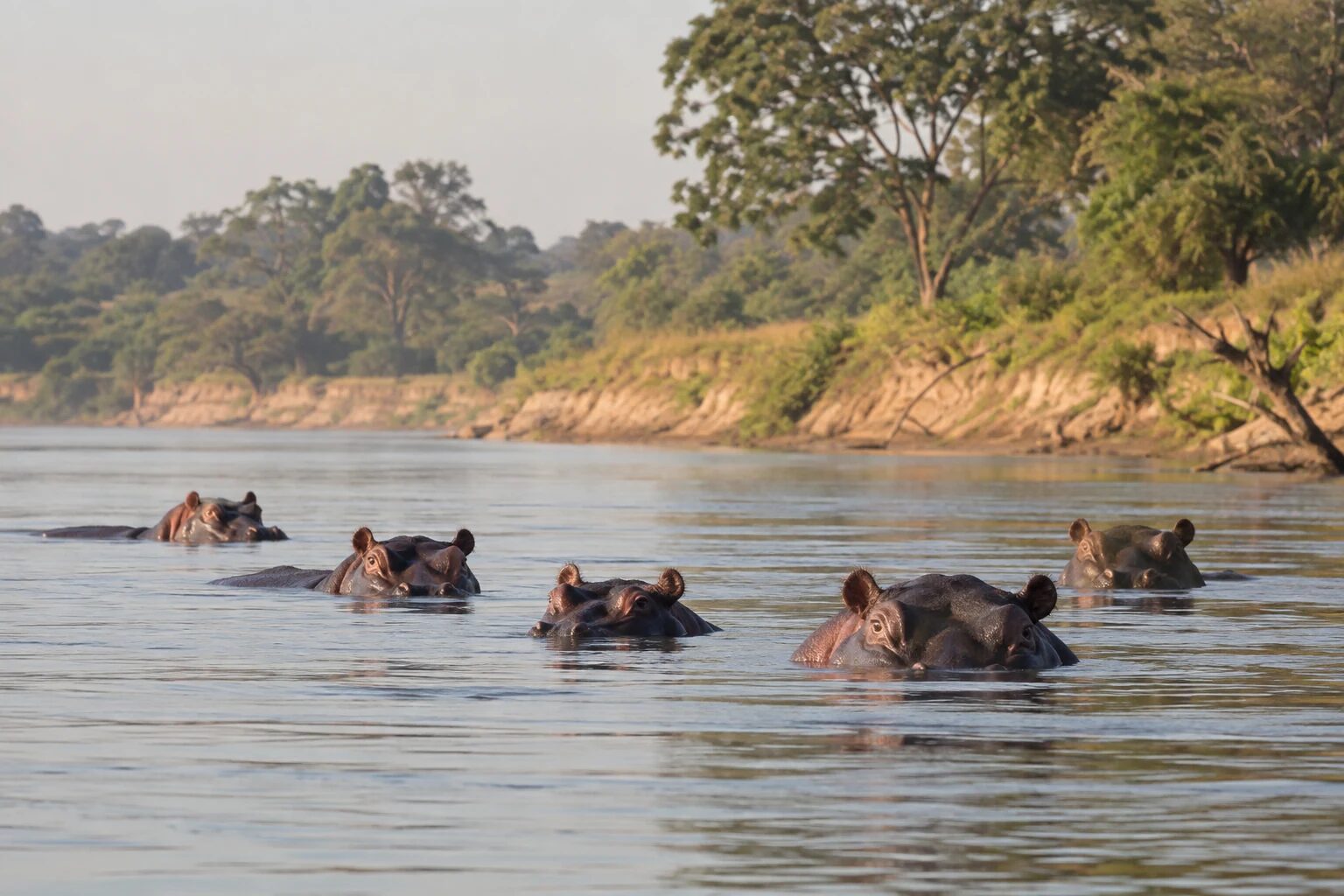 Illustration of five partly submerged hippos in a broad river pool in soft morning light