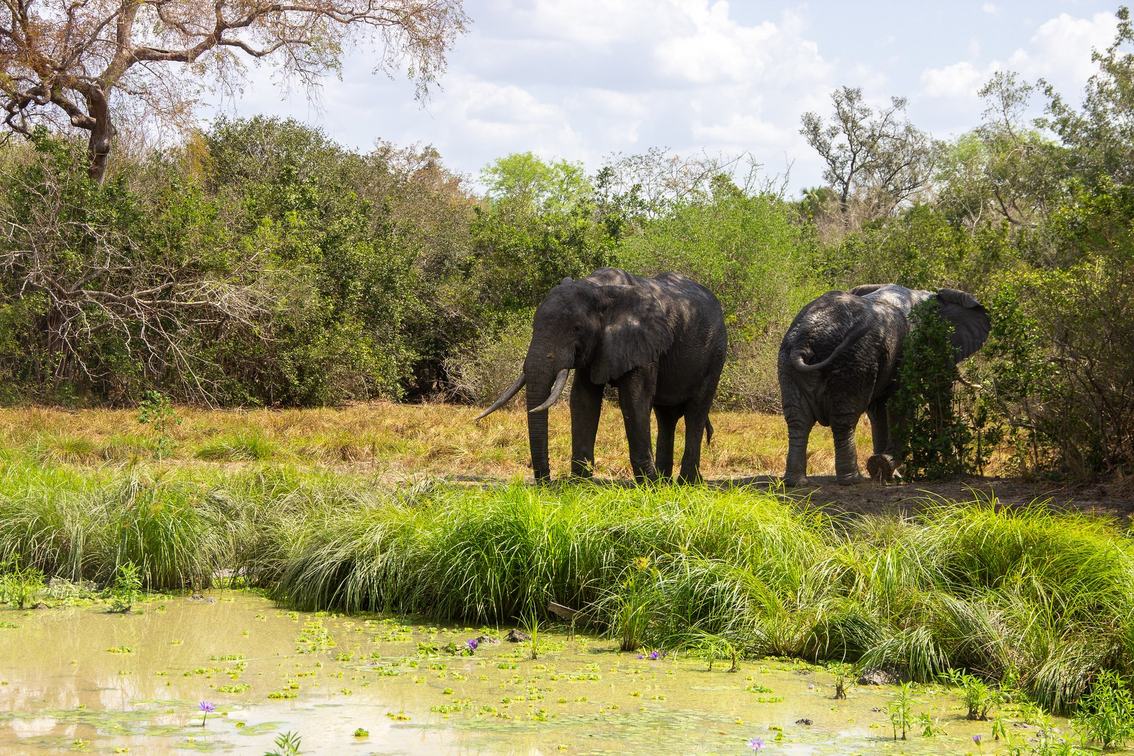 Zwei Elefanten weiden neben einem von Lilien bedeckten Teich in der Nähe der Africa Safari Selous.
