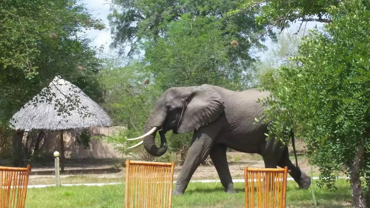Ein Elefant weidet an einer Gästebanda bei Africa Safari Selous vorbei.