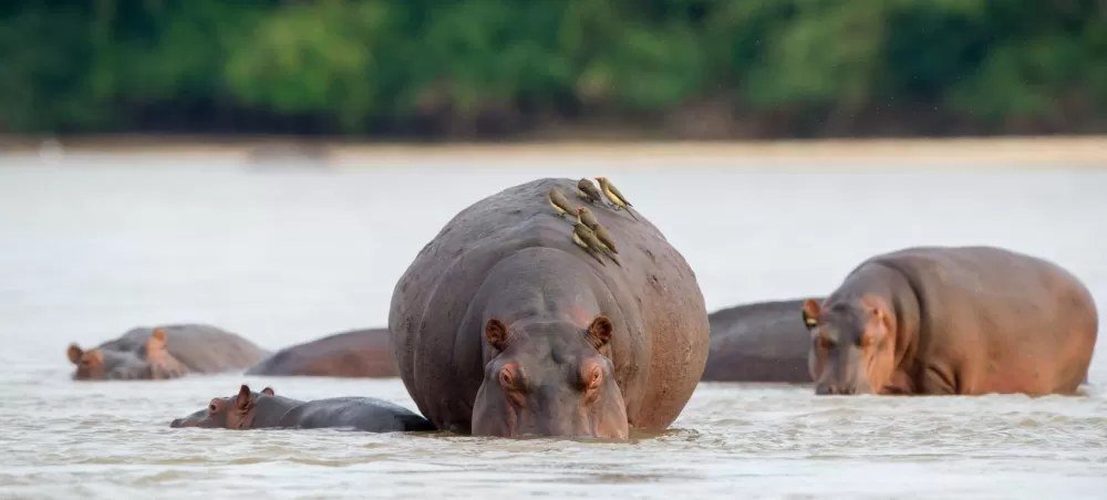 Madenhacker sitzen auf dem Rücken eines Nilpferdes in den Flachwasserzonen in der Nähe von Kiba Point.