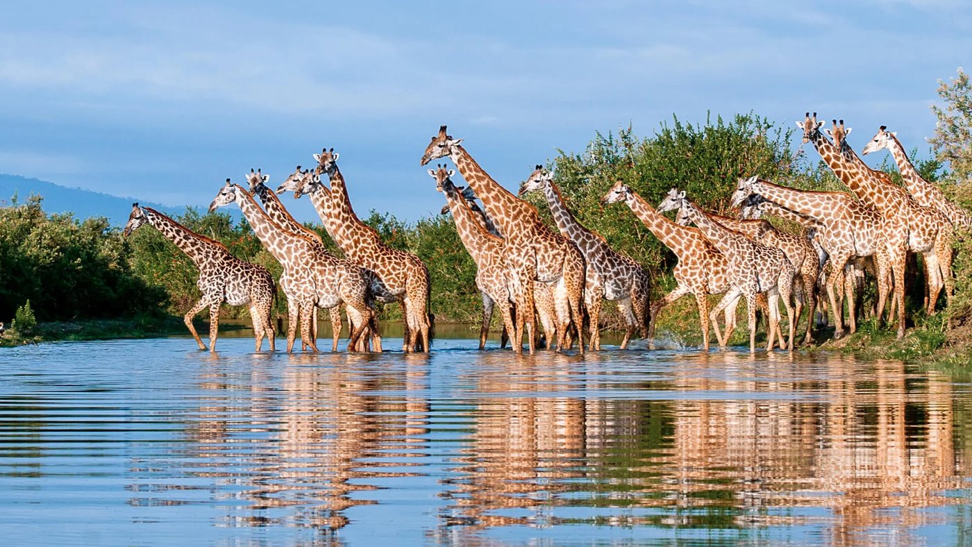 Giraffen waden durch den See mit ihren Spiegelungen in Roho ya Selous