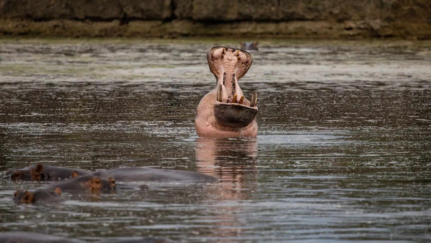 Nilpferd gähnend weit geöffnet im Flachwasser bei Roho ya Selous