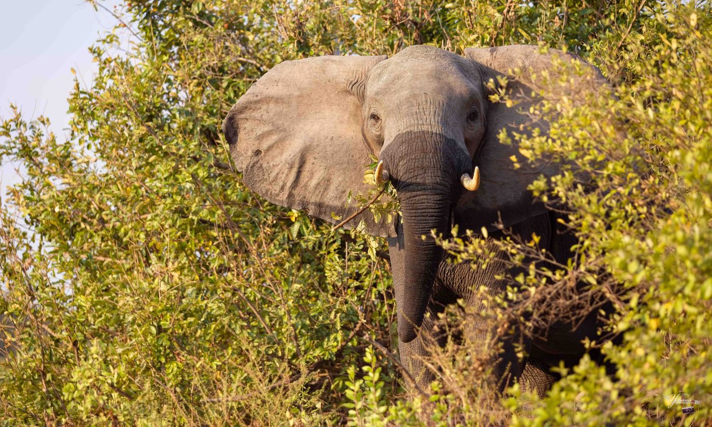 Elefant, der im dichten Busch in der Nähe des Camps im Selous Impala Camp frisst