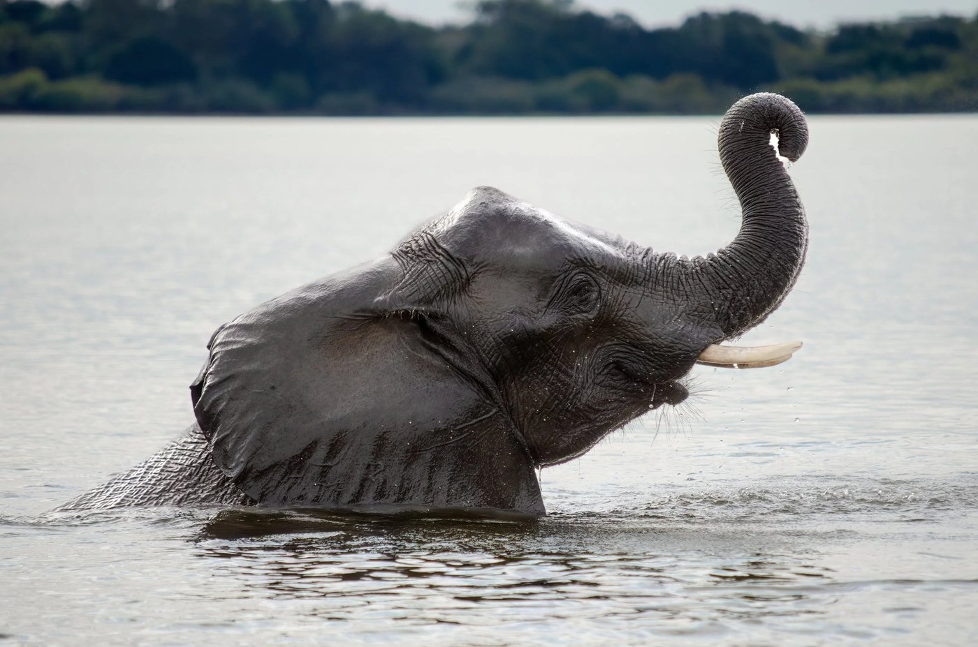 Éléphant levant sa trompe en marchant dans la rivière au Selous River Camp