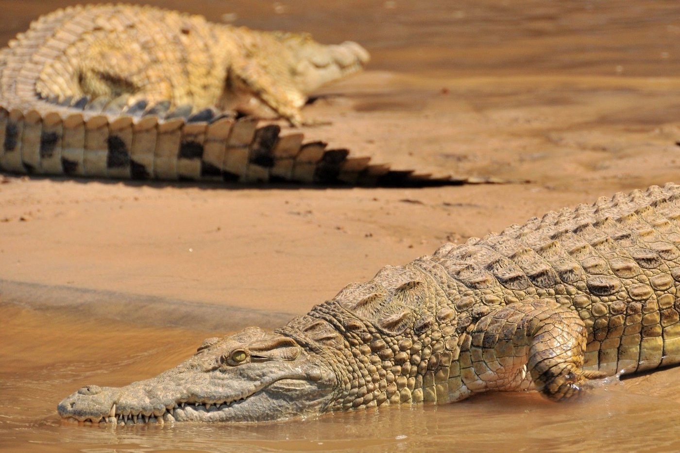 Crocodile du Nil se reposant sur un banc de sable près du Serena Mivumo River Lodge