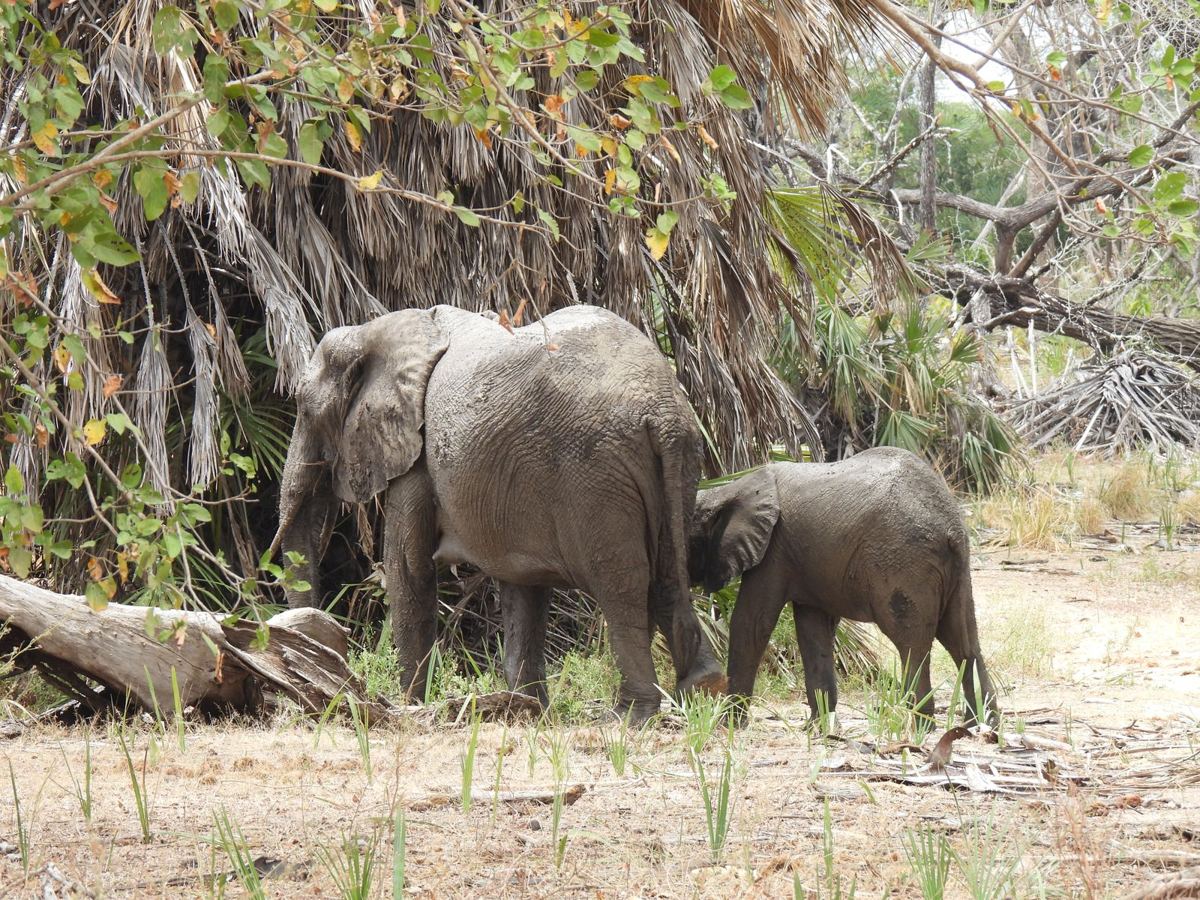 Eine Elefantenkuh und ein Kalb, die in Doumpalmen-Buschland in Nyerere fressen