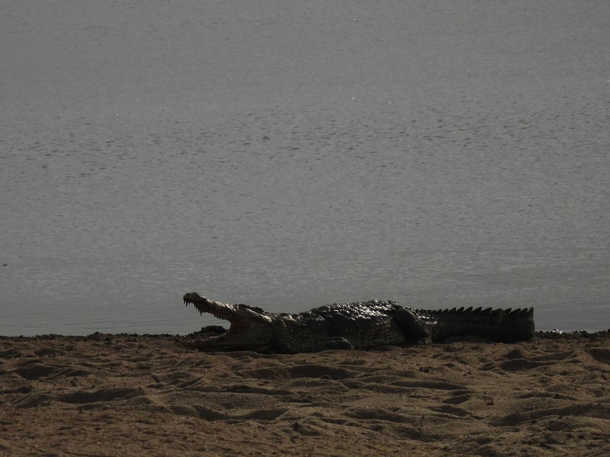 A large crocodile lying on a Rufiji sandbar with its mouth open