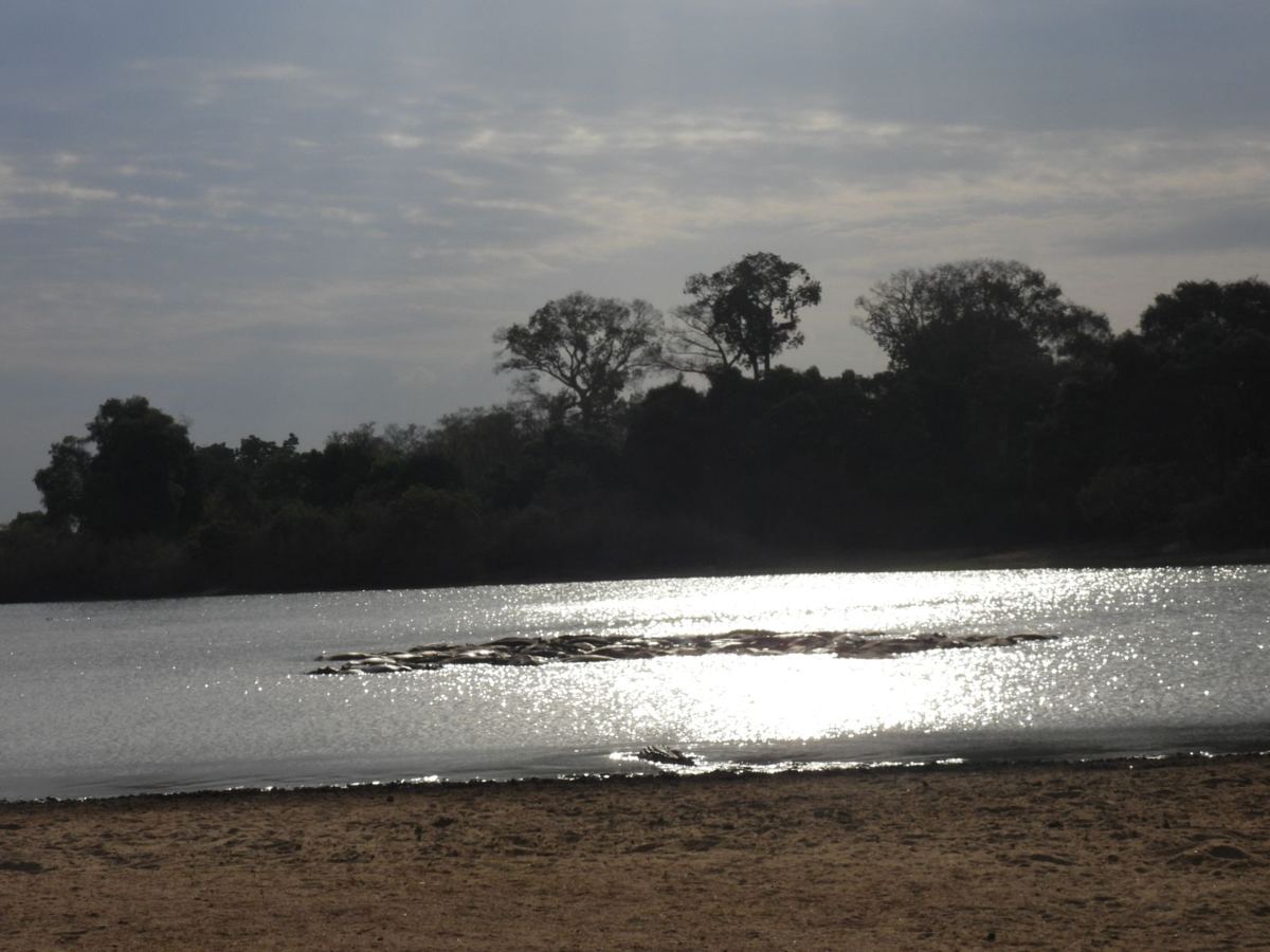 Der Rufiji-Fluss zur Mittagszeit, breit und niedrig, mit einem Krokodil auf einer Sandbank